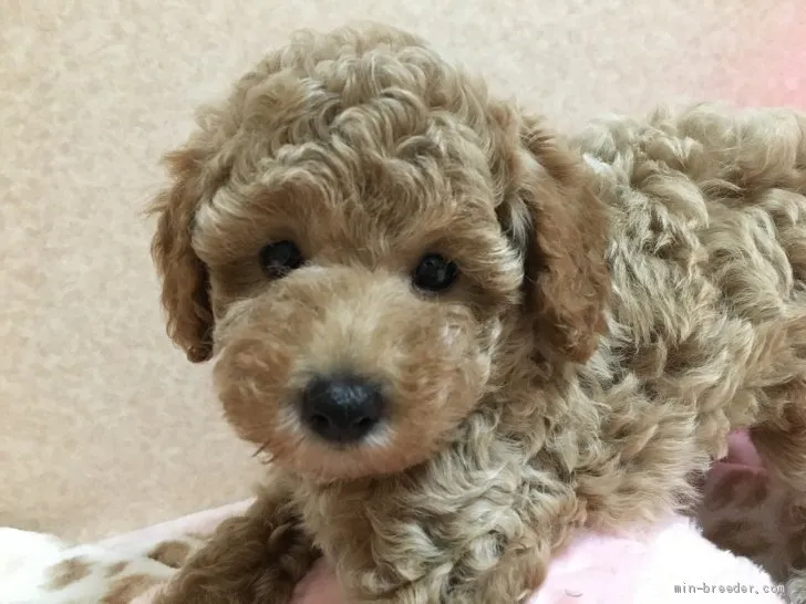 vivicya 様のお迎えした子犬