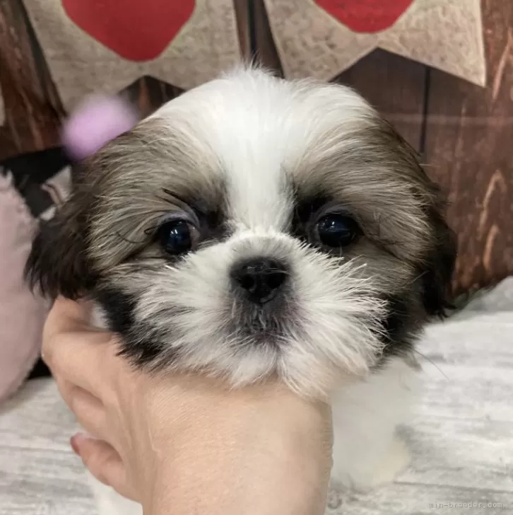 ID：2402-02885の子犬