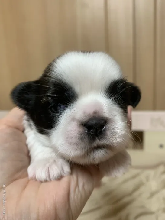 ID:2003-02744の子犬