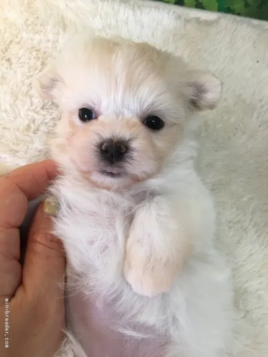 ID:1911-02686の子犬