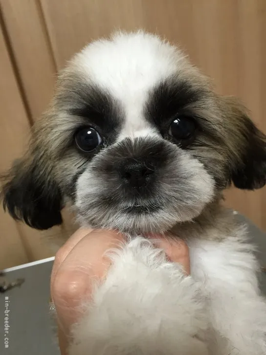 ID:1510-00178の子犬
