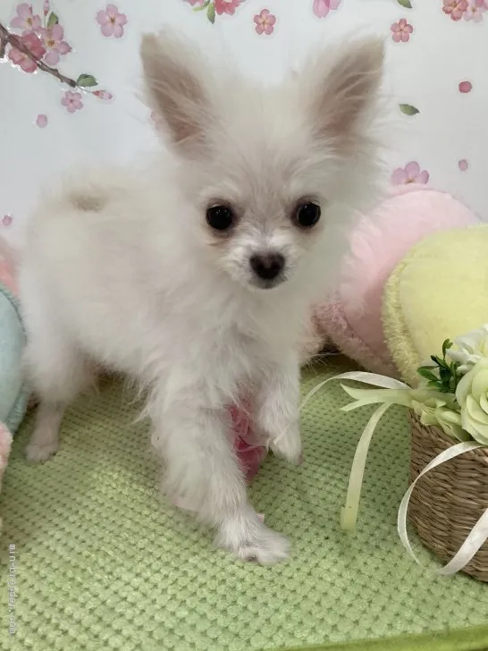 ID:2103-00535の子犬