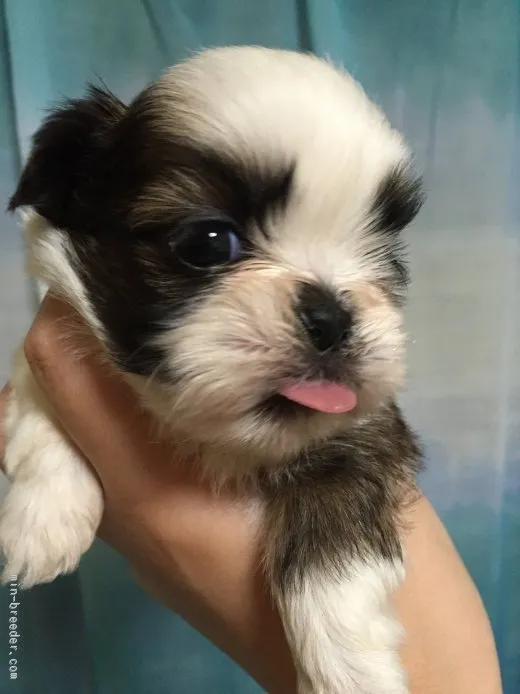 ID:1510-00180の子犬