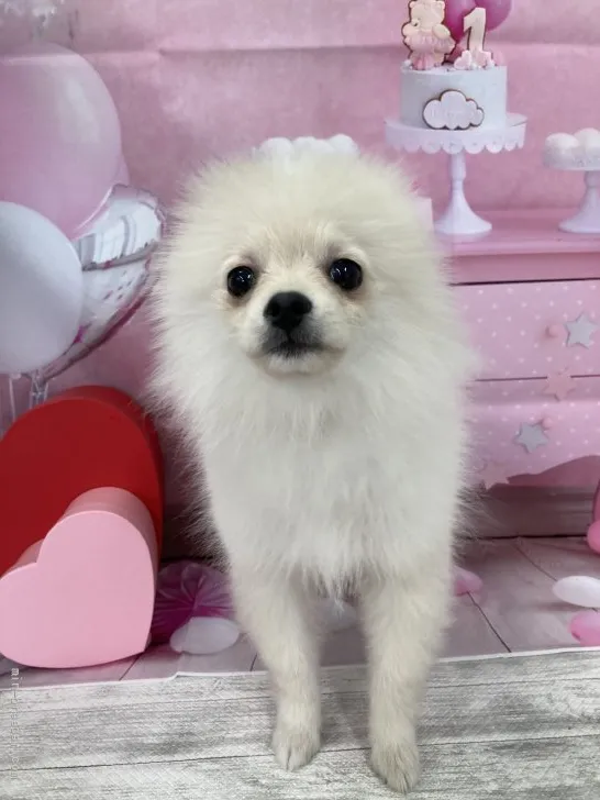 ID:2111-03494の子犬