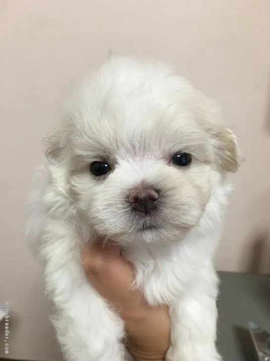 コイケ 様のお迎えした子犬