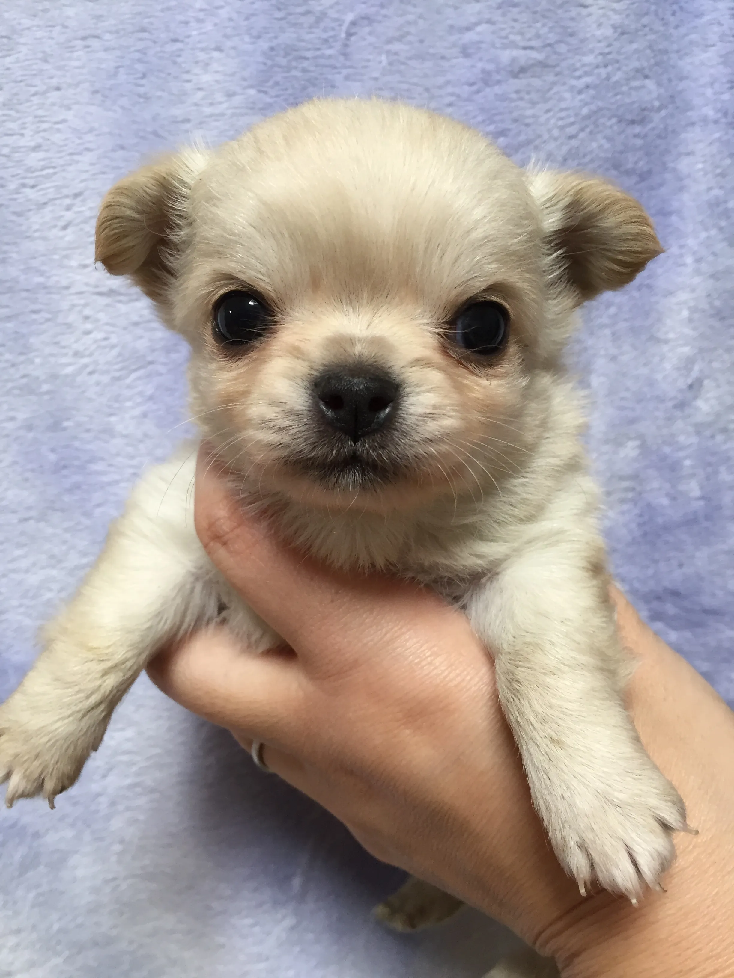 ID:1603-00756の子犬