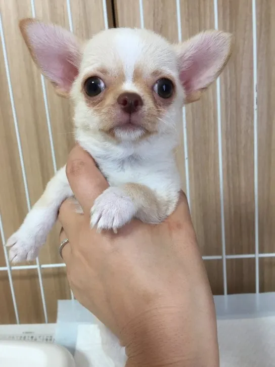 ID：1604-01211の子犬