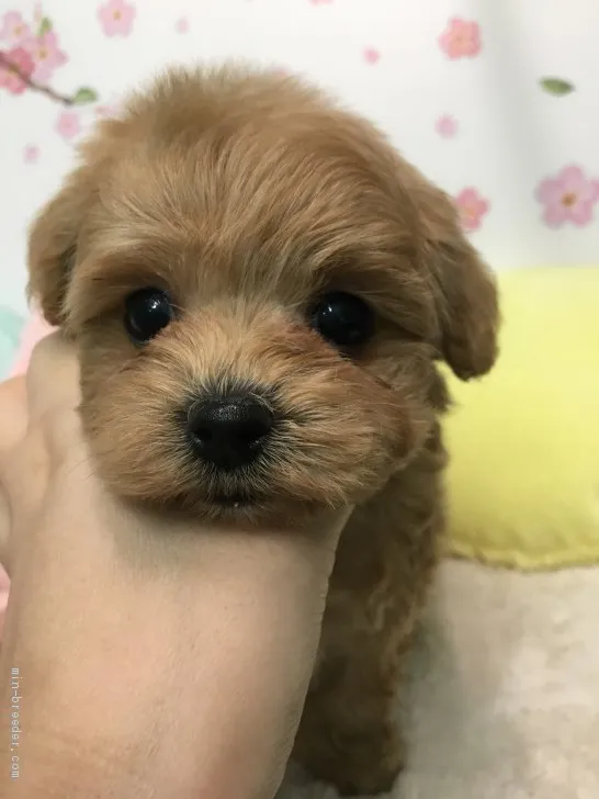 福 様のお迎えした子犬