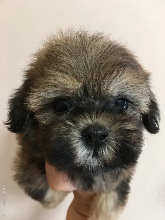 クッキー 様のお迎えした子犬