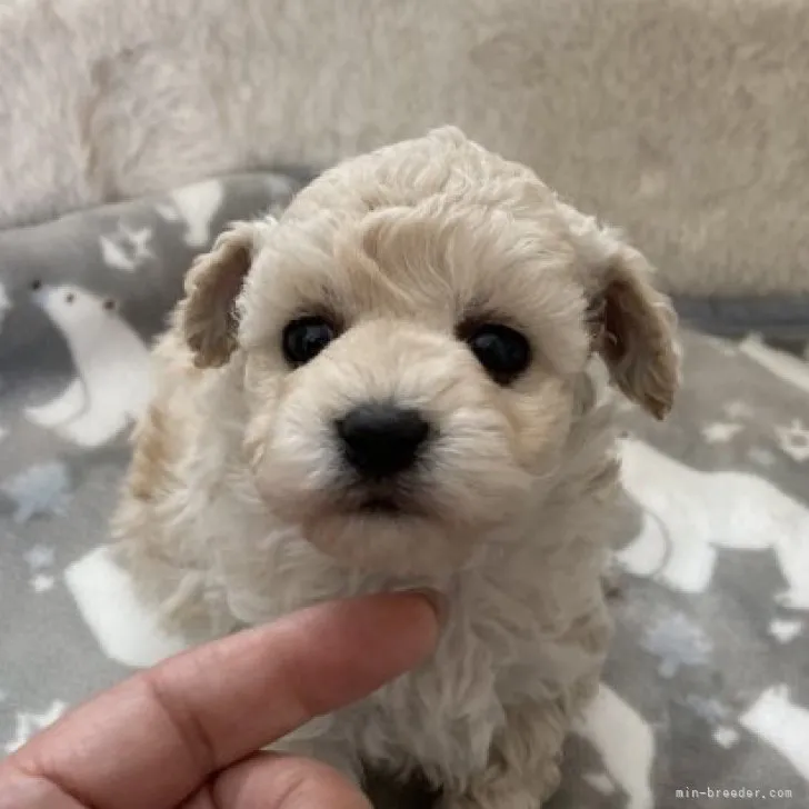 ID：2304-03167の子犬