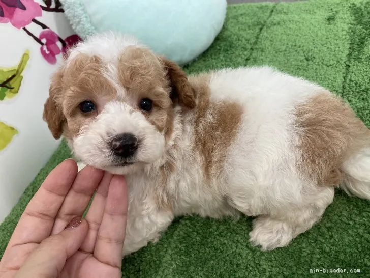 ID:2009-00496の子犬