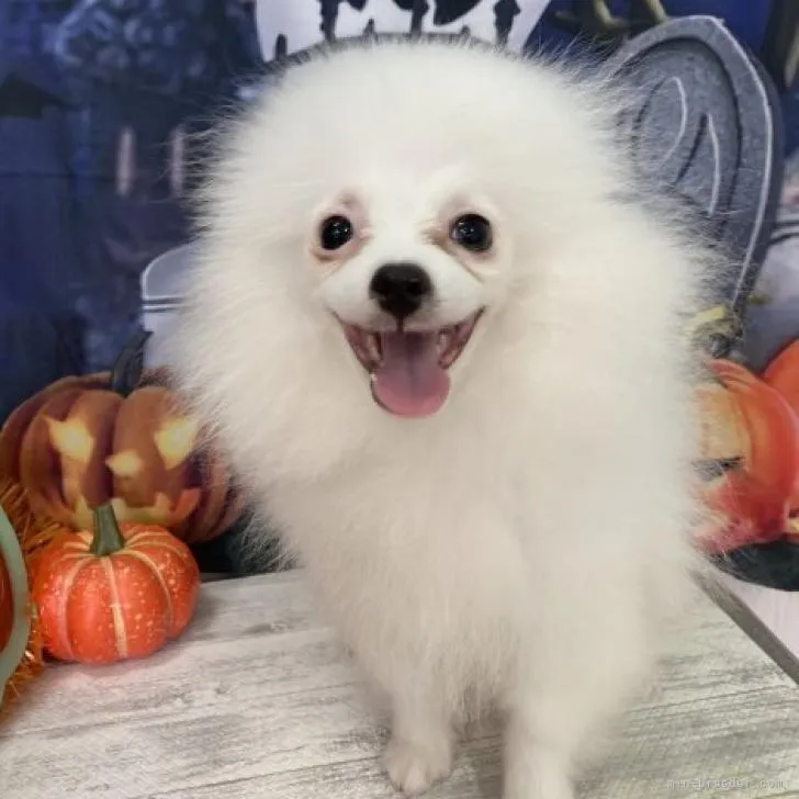 ID：2208-01308の子犬