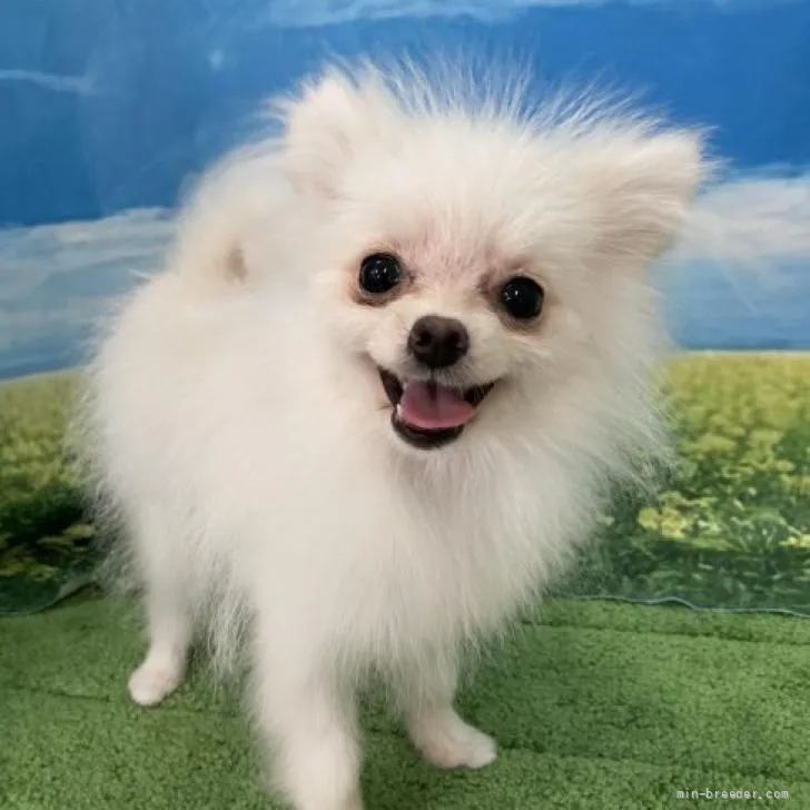 ID：2201-02892の子犬