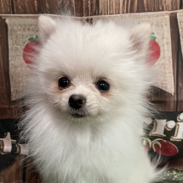 ポメラニアン【大阪府・女の子・2022年7月3日・クリーム】の写真「♬極小❣️とっても小さな女の子♬」