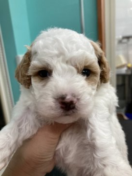 トイプードル(トイ)【大阪府・女の子・2021年12月19日・ホワイト&アプリコット】の写真「♬珍しいパーティカラーのトイプードル♬」