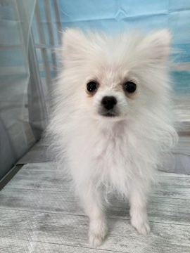 ポメラニアン【大阪府・女の子・2021年11月29日・クリーム】の写真「♬極小♡ちびちびの女の子♬」