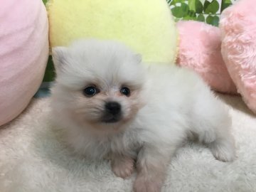 ポメラニアン【大阪府・男の子・2020年5月13日・クリーム】の写真「♬優しいお色の小ぶりな男の子①♬」