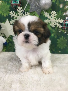 シーズー【大阪府・男の子・2019年10月23日・ホワイト&ゴールド】の写真「♬キレイに柄の入った鼻ぺちゃ王子♬」