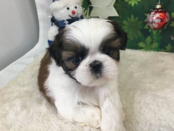シーズー【大阪府・女の子・2019年10月23日・ホワイト&ゴールド】の写真「♬キレイに柄の入った鼻ぺちゃお姫様♬」