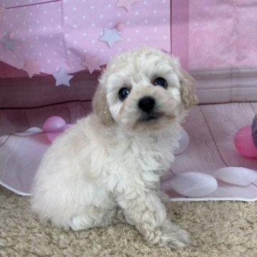 トイプードル(タイニー)【大阪府・男の子・2023年2月12日・クリーム】の写真「♬優しいミルクティーカラーの小ぶりな子です♬」