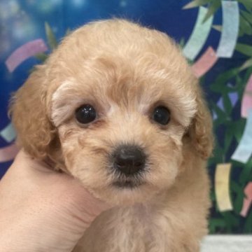 トイプードル(タイニー)【大阪府・男の子・2023年5月23日・アプリコット】の写真「♬タイニーサイズの可愛い男の子♬」