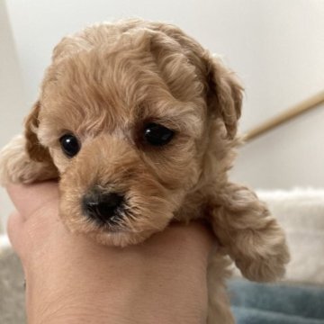 トイプードル(ティーカップ)【大阪府・女の子・2022年12月16日・アプリコット】の写真「♬ぎゅっと詰まったお顔が可愛い女の子♬」