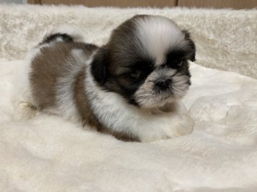 シーズー【大阪府・女の子・2021年3月20日・ホワイト&ゴールド】の写真「♬ぷくぷくの待望の女の子♬」