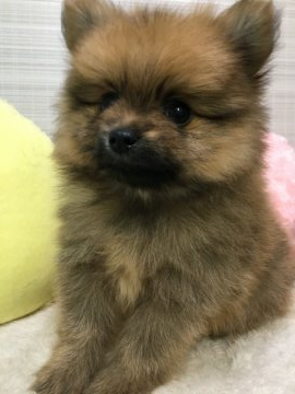 ポメラニアン【大阪府・男の子・2020年1月2日・オレンジ】の写真「♬鼻ぺちゃ短足の可愛いオレンジBOY♬」
