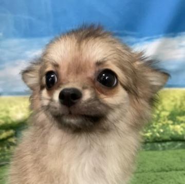 チワワ(ロング)【大阪府・男の子・2022年4月7日・フォーン】の写真「♬可愛いお顔の男の子♬」