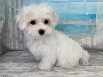 マルチーズ【大阪府・男の子・2022年1月18日・ホワイト】の写真「♬とっても元気で性格の良い男の子です♬」