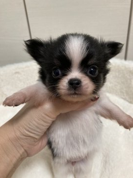 チワワ(ロング)【大阪府・女の子・2020年9月26日・ブラック&ホワイト】の写真「♬短足鼻ぺちゃのお姫様♬」