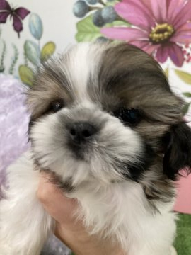 シーズー【大阪府・男の子・2020年12月5日・ホワイト&ゴールド】の写真「♬お顔の可愛さはバツグンです♬」