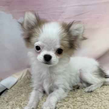 チワワ(ロング)【大阪府・男の子・2022年3月30日・パーティ】の写真「♬お顔に特徴のある個性的な男の子♬」