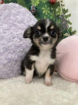 チワワ(ロング)【大阪府・女の子・2020年9月26日・ブラックタン&ホワイト】の写真「♬短足鼻ぺちゃのお姫様♬」