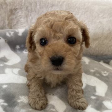 トイプードル(タイニー)【大阪府・女の子・2023年3月14日・アプリコット】の写真「♬少し濃いめのアプリコット小ぶりな女の子です♬」