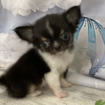 チワワ(ロング)【大阪府・男の子・2023年3月20日・ブラックタン&ホワイト】の写真「♬可愛い極小チワワの男の子♬」