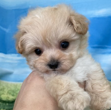 マルプー(マルチーズ ×プードル)【大阪府・女の子・2022年4月29日・クリーム】の写真「♬小ぶりで可愛いマルプーの女の子♬」