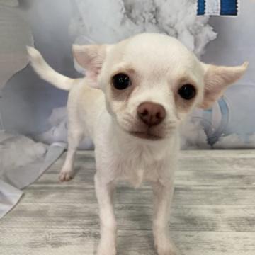 チワワ(スムース)【大阪府・男の子・2022年3月30日・ホワイト】の写真「♬珍しいスムースの男の子♬」