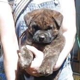 甲斐犬