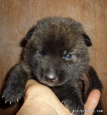 ID:1709-02641の子犬