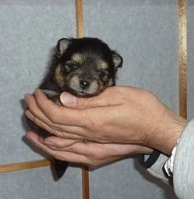 ID:1704-00927の子犬