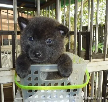 甲斐犬【神奈川県・男の子・2017年9月10日・中虎毛】の写真1「10月１２日撮影」