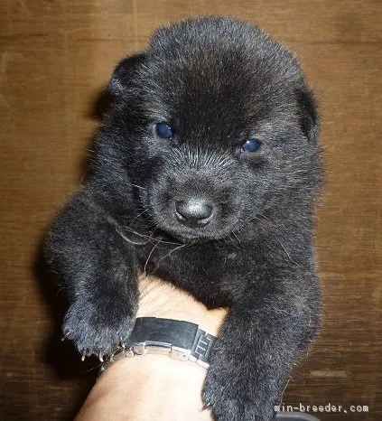 ID:1709-02660の子犬