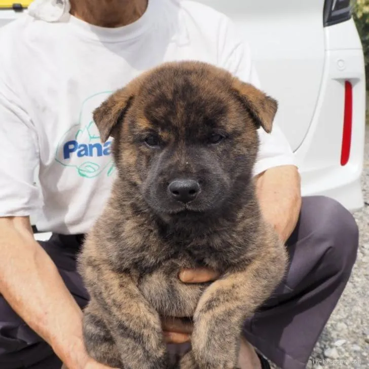 ID:2210-01976の子犬