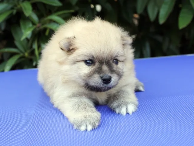ID:1608-00327の子犬