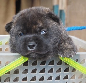 甲斐犬【神奈川県・男の子・2021年1月4日・中虎毛】の写真「明朗活発、フレンドリーで、咬癖の無い系統です。」