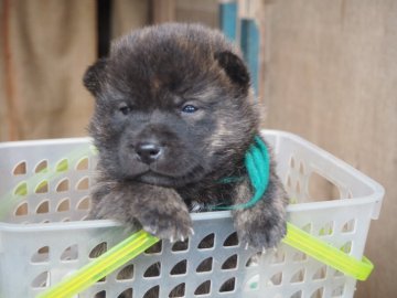 甲斐犬【神奈川県・男の子・2021年1月4日・中虎毛】の写真「明朗活発、フレンドリーで、咬癖の無い系統です。」