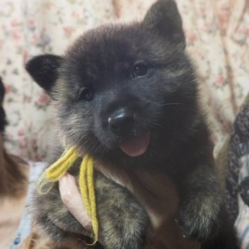 甲斐犬【神奈川県・男の子・2023年8月13日・中虎毛?】の写真「元気溌剌、運動能力抜群、フレンドリー」