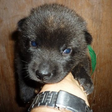 甲斐犬【神奈川県・男の子・2017年9月10日・中虎毛】の写真「明朗活発、フレンドリーで、咬癖の無い系統です。」