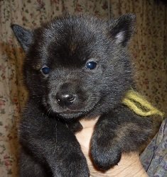 甲斐犬【神奈川県・女の子・2017年1月28日・中虎毛】の写真「明朗活発、フレンドリーで、咬癖の無い系統です。」